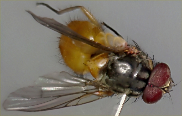 Phaonia rufiventris